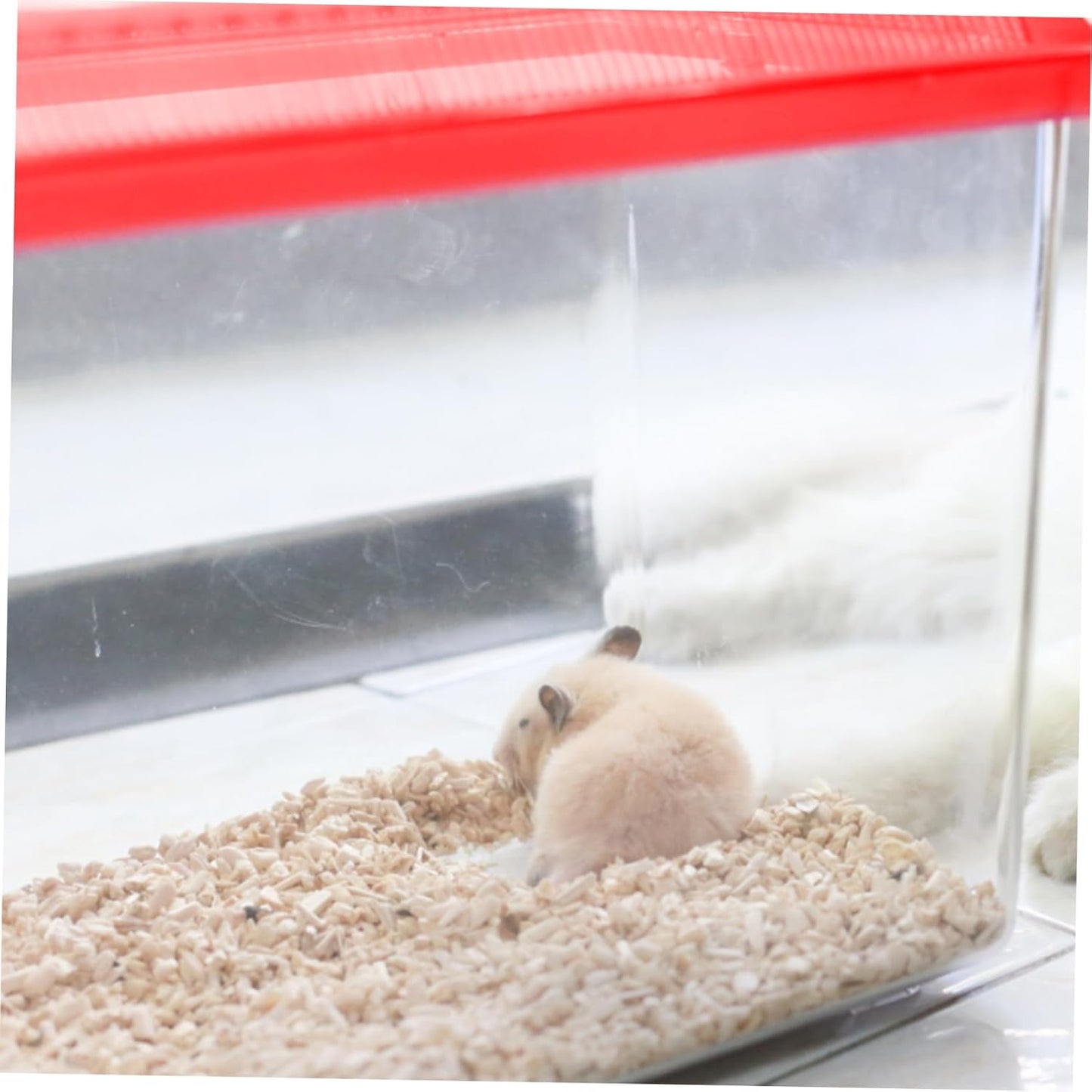 Transparent Plastic Turtle Fish Tank, Reptile Carrier, Feeding Tank, Glass Containers, Amphibia Container, Terrarium, Hamster Cages, Reptiles Commodity Mini