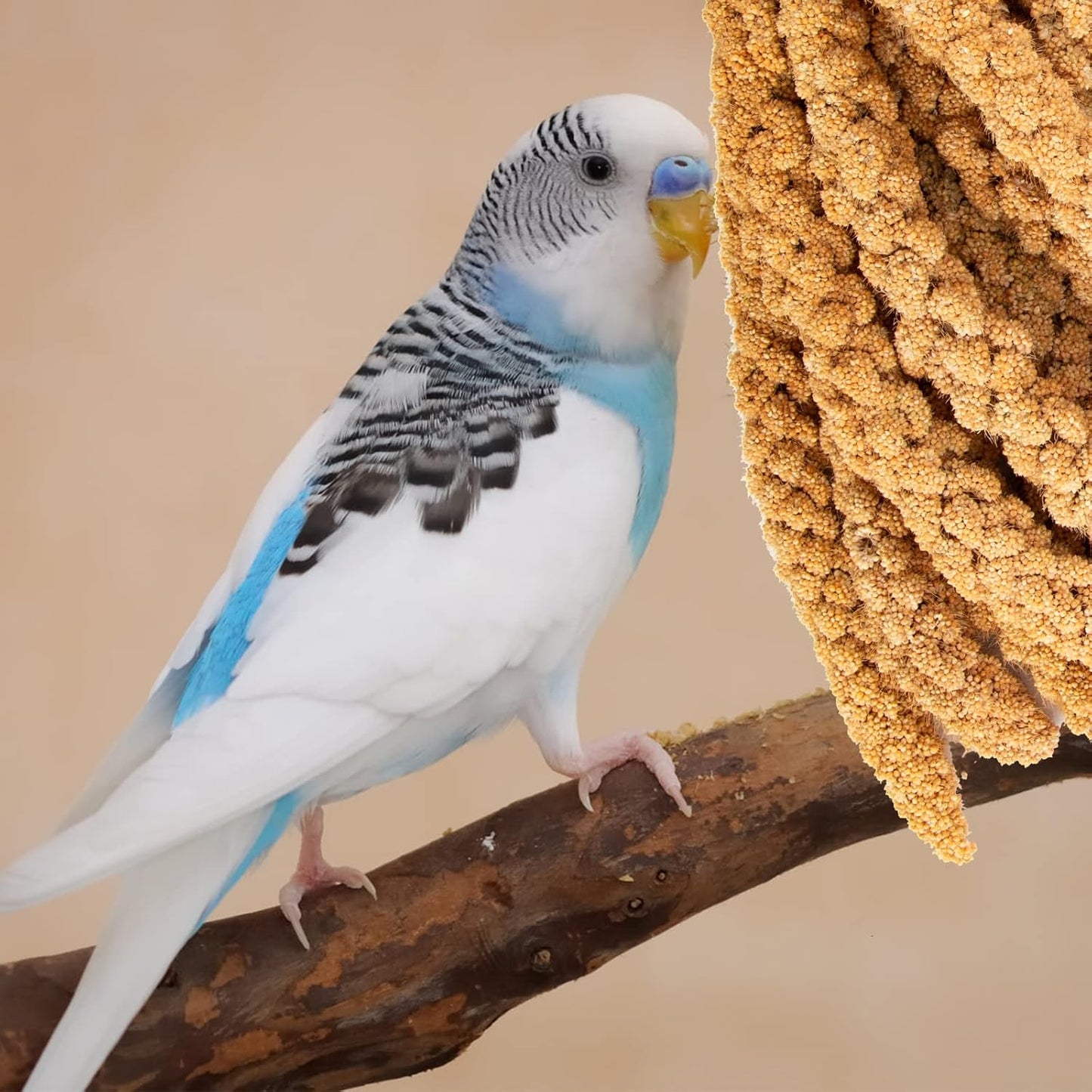 Amzey 5.5 LB Spray Millet for Parakeets, 100% Natural Dried Millet Grain for Birds, Non-GMO Bird Treat for Cockatiel, Finches, Parrots & Lovebirds