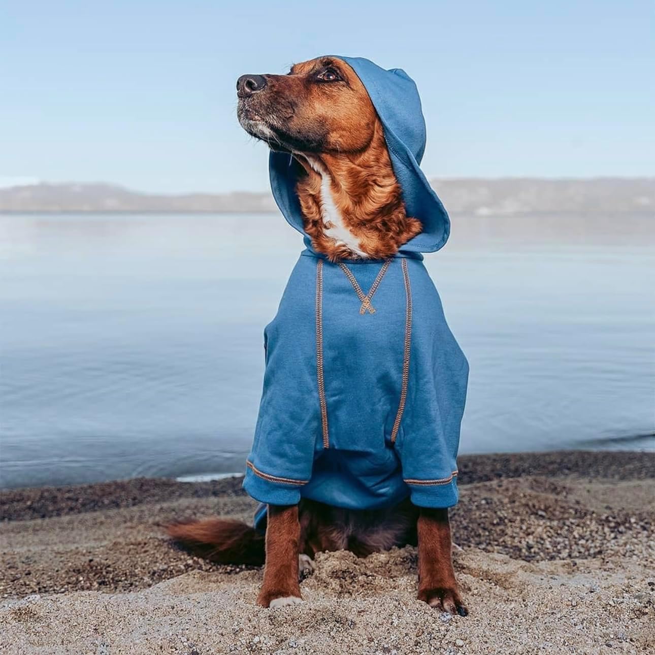 Blueberry Pet Essentials Hoodie – 10″ Cotton‑Blend Sweatshirt with Hood, Alaskan Blue, Machine‑Washable Dog Jersey