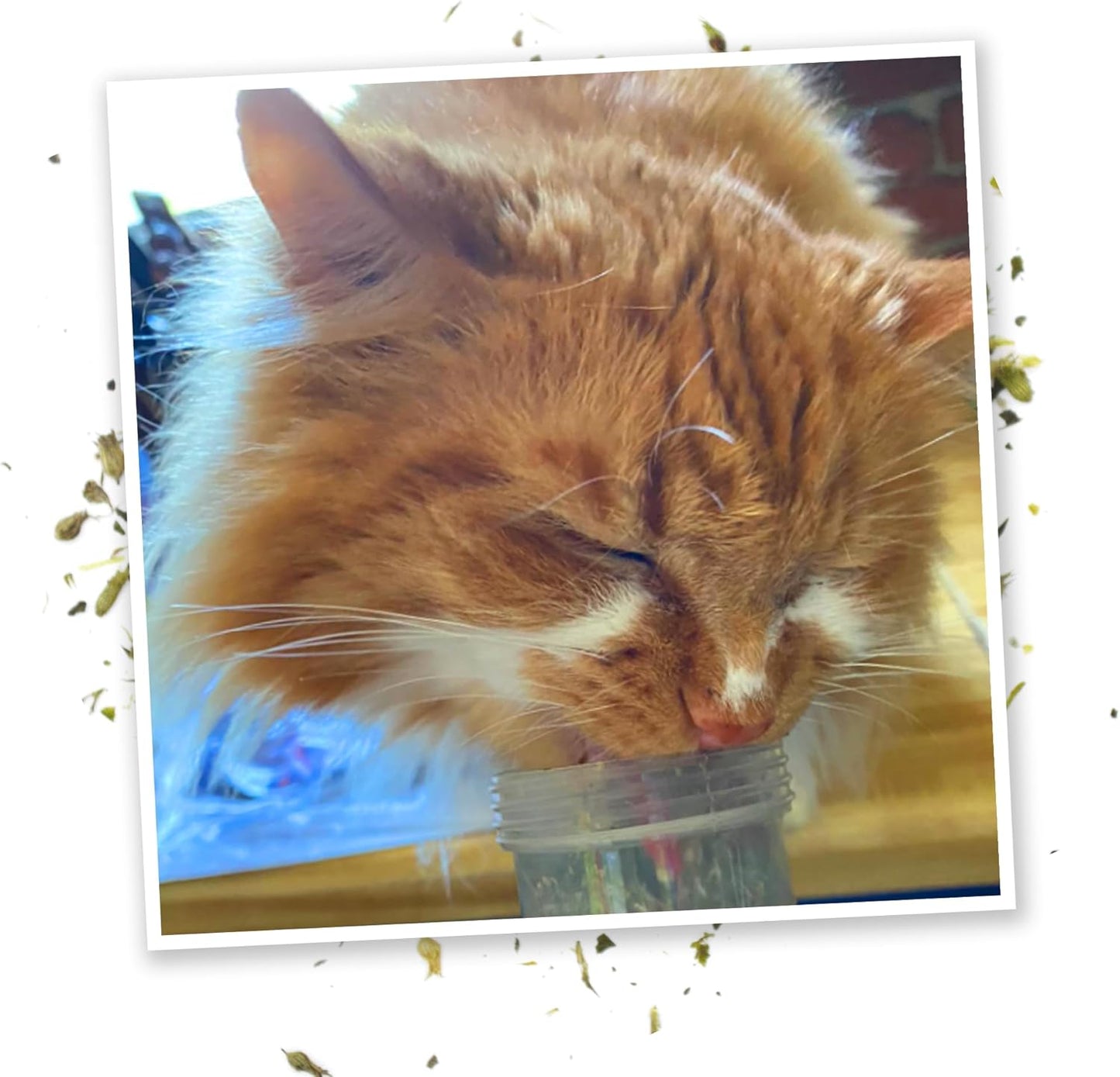 Meowijuana® Kalico Kush - Valerian Root and Catnip Blend - Large Bottle