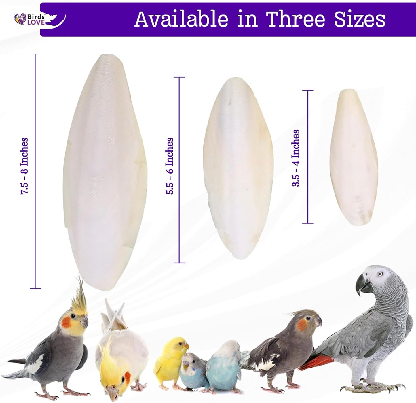 Birds LOVE 4-Piece Cuttlebone 3.5–4-Inch with Holder – Natural Calcium & Trace Mineral Block for Birds & Reptiles – Beak-Trimming Chew Supplement – Safe, 100% Pure, No Fillers