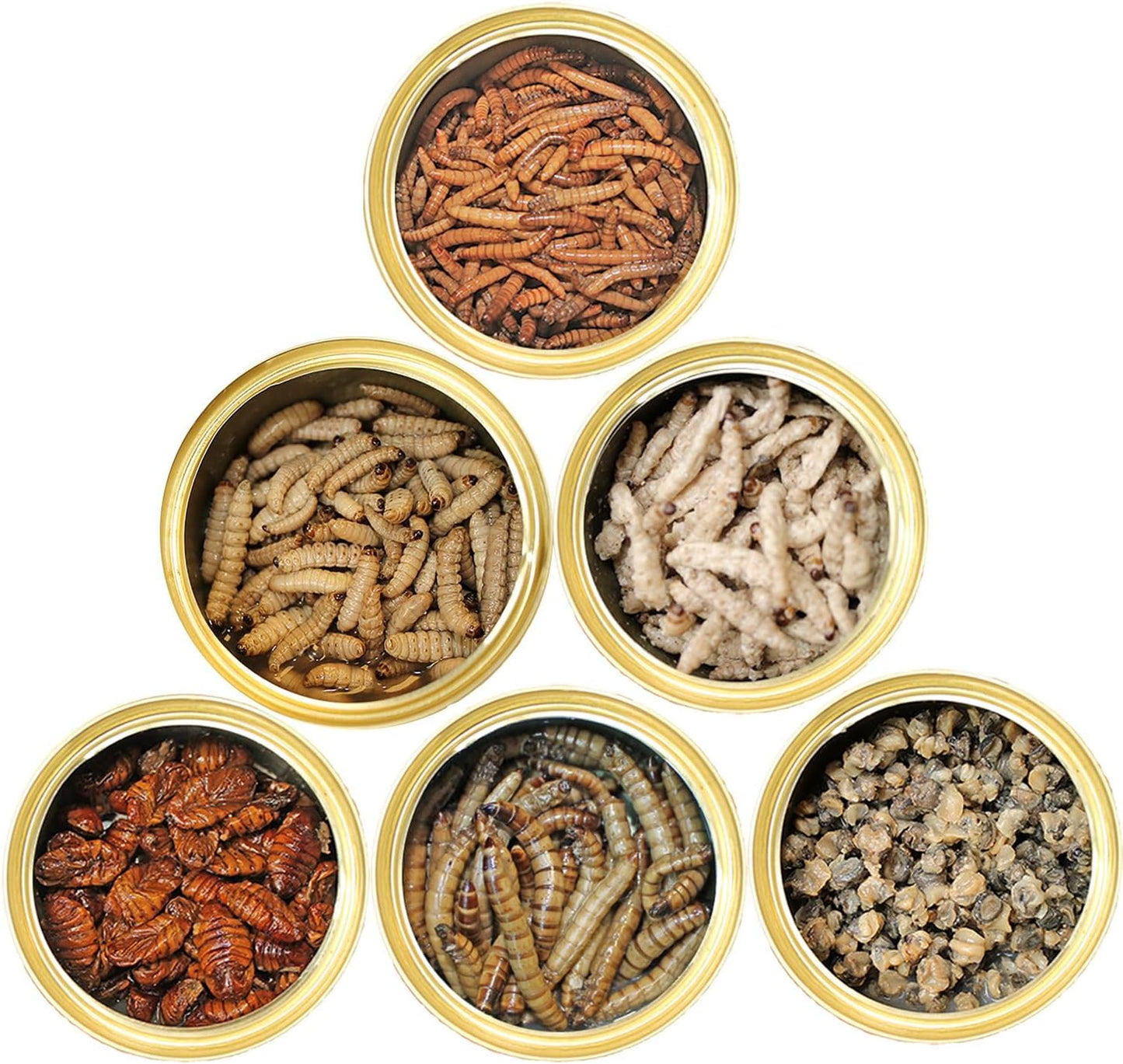 Canned Insect Assortment 6 Pack - Healthy High Protein Treat - For Hedgehogs, Sugar Gliders, Reptiles, Chickens, Lizards, Bearded Dragons, Turtles, Fish, Birds, Opossums, Skunks and other Insectivores