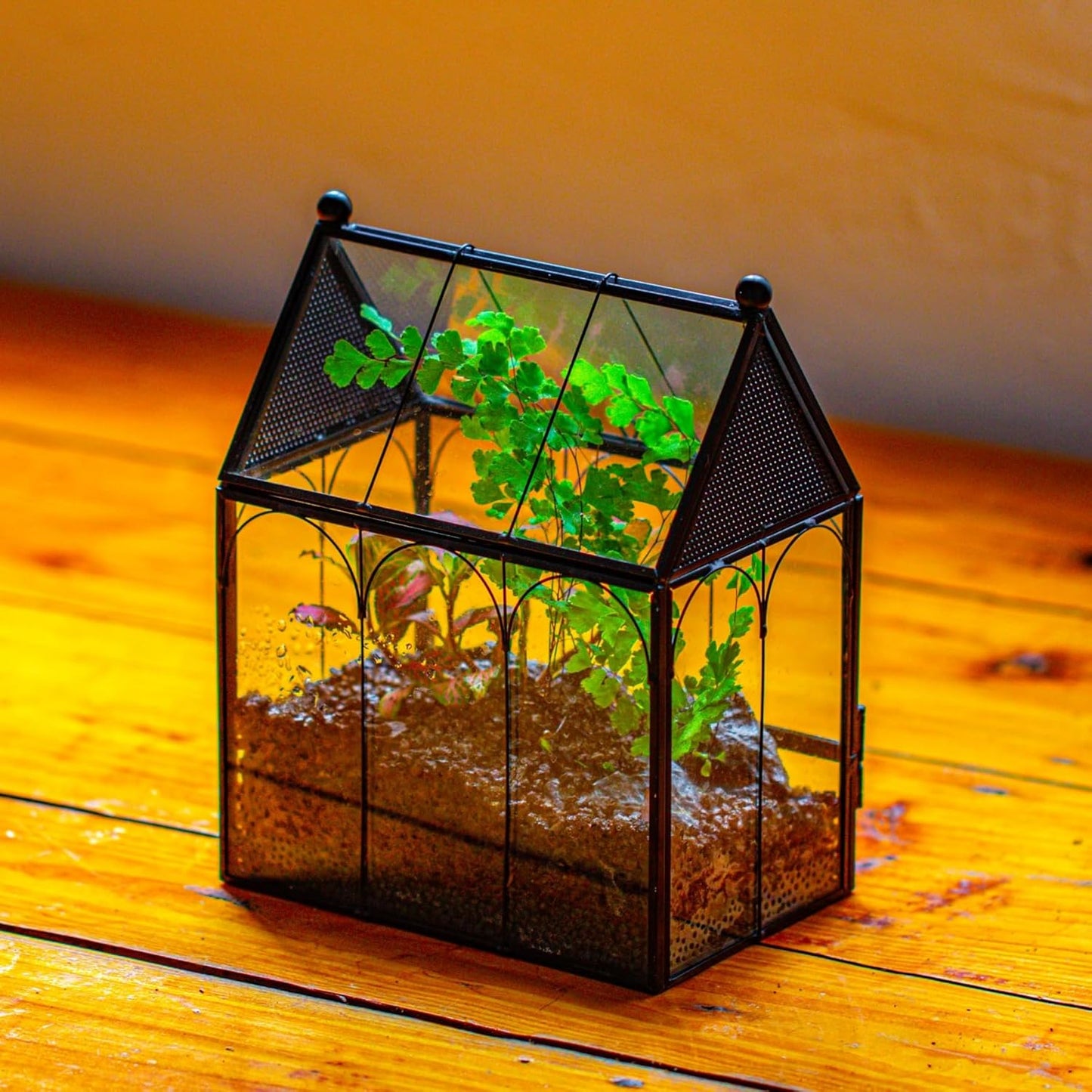 NCYP Small Glass Spider Enclosure with Mesh for Jumping Spiders, Snails, Micro House Shaped Front Opening Plant Terrarium, Home Decor Black, 5.8" x 3.8" x 7" (Terrarium Only)