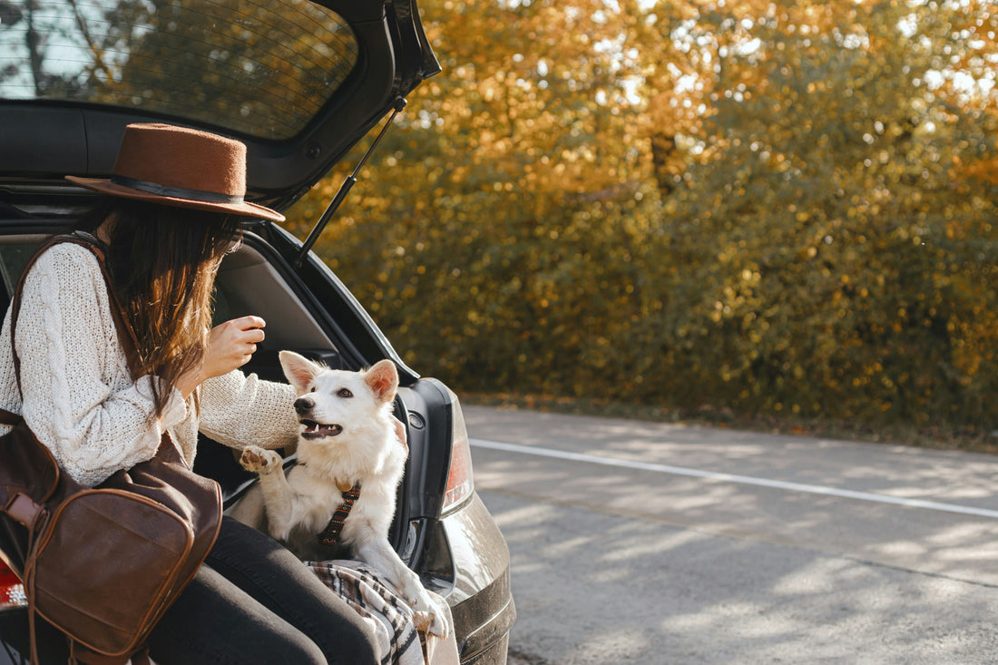 Travel? Now It's a Pet-Cation! Your Complete Guide to Traveling with Your Pet with Bark&amp;Meow