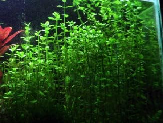 Potted Live Aquarium Plants | Freshwater Aquatic Plants for Aquariums (Moneywort)
