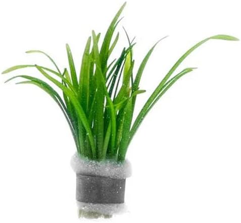 SubstrateSource Dwarf Sagittaria Subulata Live Aquarium Plant for Freshwater Planted Fish Tanks - Aquatic Potted Plants (Bunch)
