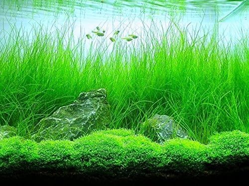 Aquarium Plants Discounts Potted Tall Hairgrass by AquaLeaf Aquatics - Easy Aquatic Live Plant- (Potted Tall Hairgrass, 5 Pack)