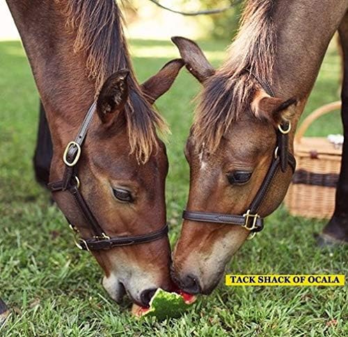 Leather Mini or Suckling Foal Size Horse Halter | Brown Leather with Solid Brass Hardware | Adjustable Chin, Double Stitched, Double Buckle Crown.