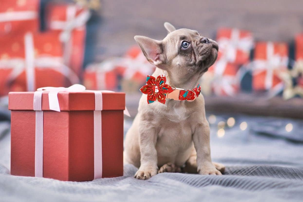 Lionet Paws Christmas Dog Collar with Flower, Dog Flower Collar with Metal Buckle for Dogs, Adjustable Comfortable Dog Collar Girl Gift, XL, Neck 16-26 in