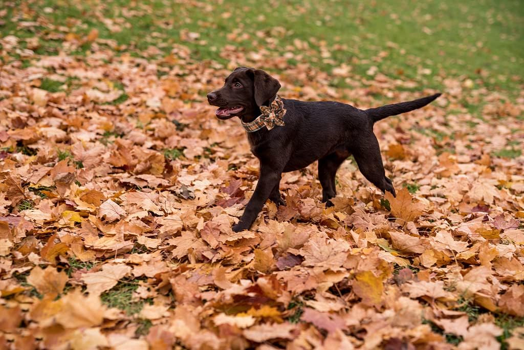 Lionet Paws Dog Collar with Flower - Cute Cotton Adjustable Flower Dog Collar with Metal Buckle for Large Dog Girl Gift, L, Neck 16-24in