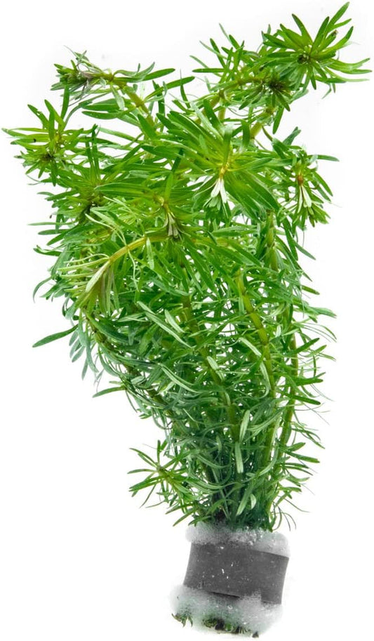 SubstrateSource Live Aquarium Stem Plants - Freshwater Aquatic Plant for Fish Tanks, Aquascaping - (Rotala Bossii, 4 Bunches)