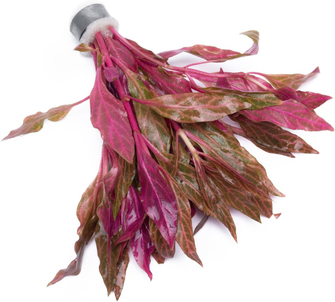 SubstrateSource Live Aquarium Red Stem Plants - Freshwater Aquatic Plant for Fish Tanks, Aquascaping - (Alternanthera Reineckii Rosanervig, 1 Bunch)