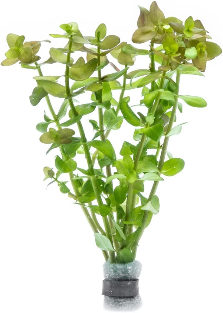 SubstrateSource Live Aquarium Red Stem Plants - Freshwater Aquatic Plant for Fish Tanks, Aquascaping - (Lemon Bacopa Caroliniana, 4 Bunches)