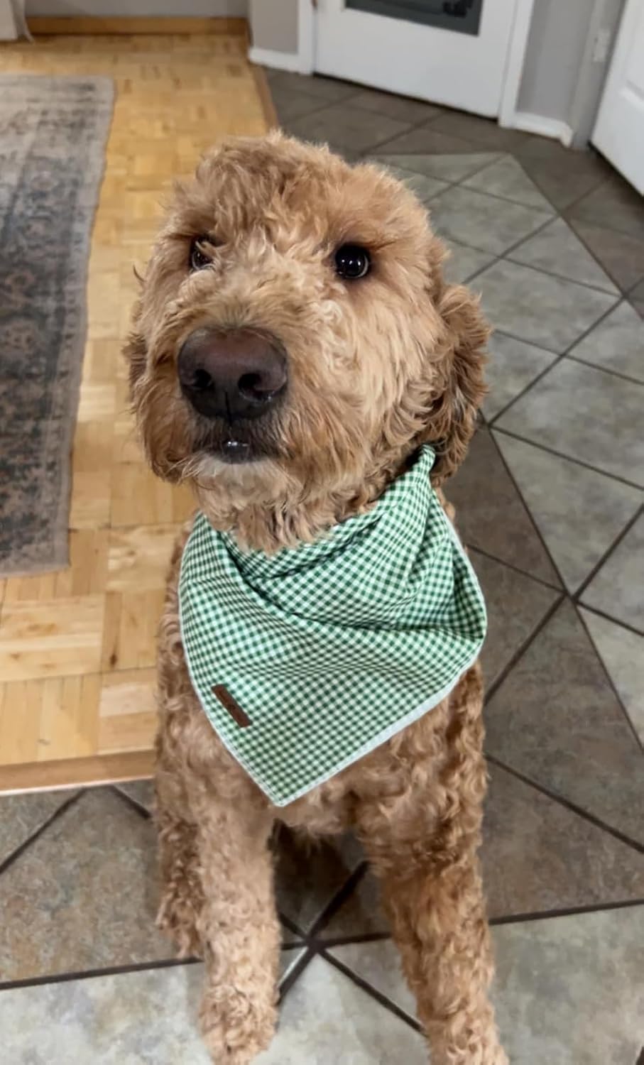 Lionet Paws Dog Bandana for Small Medium Large Dogs, Cat Dogs Kerchief Triangle Bibs Scarf for Girl or Boy