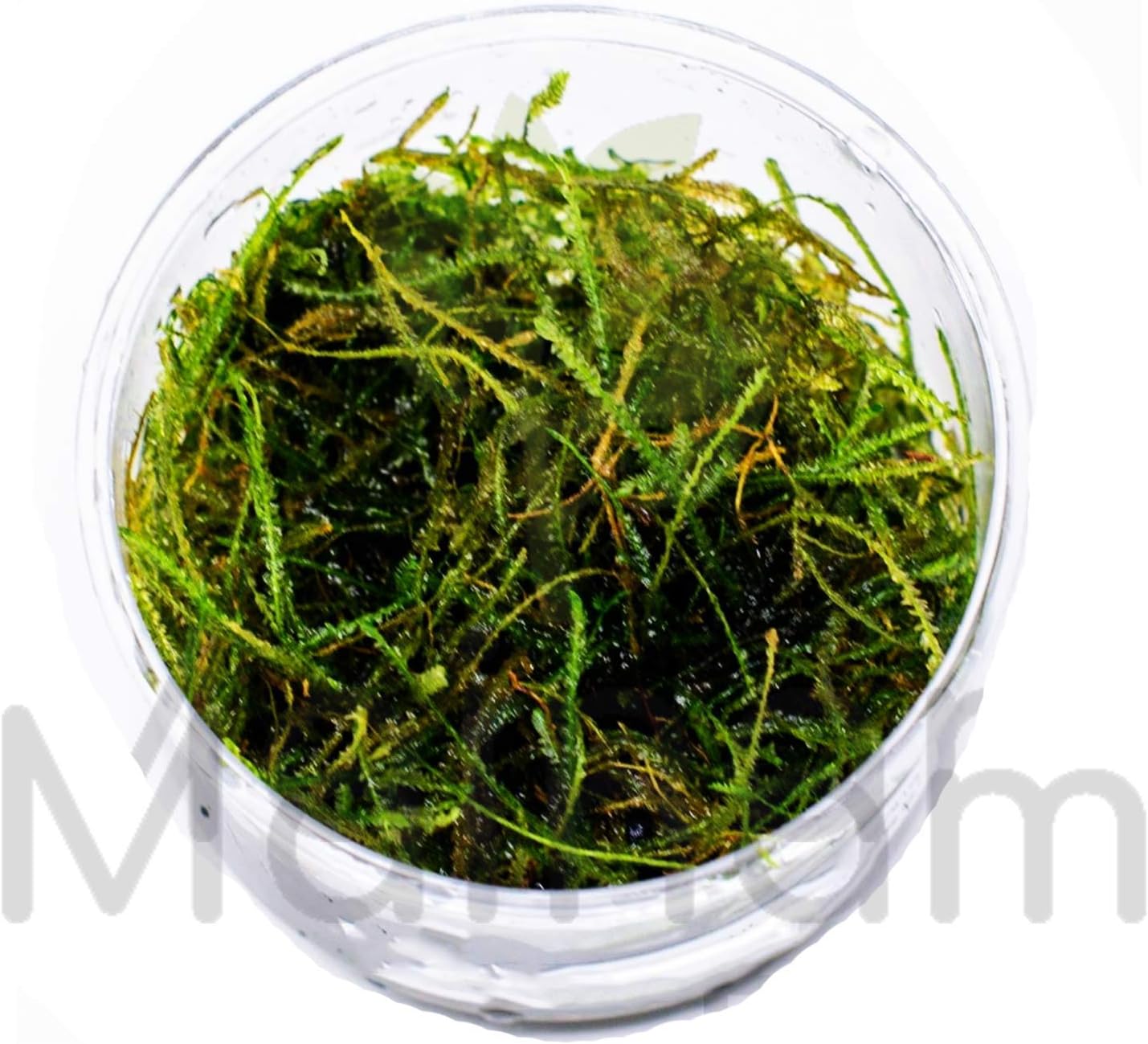 30+ Stems Package Starter Beginner Set Live Aquarium Plants Java Moss, Micro Sword, Rosette Amazon Sword, Anubias, Java Fern and More by Mainam