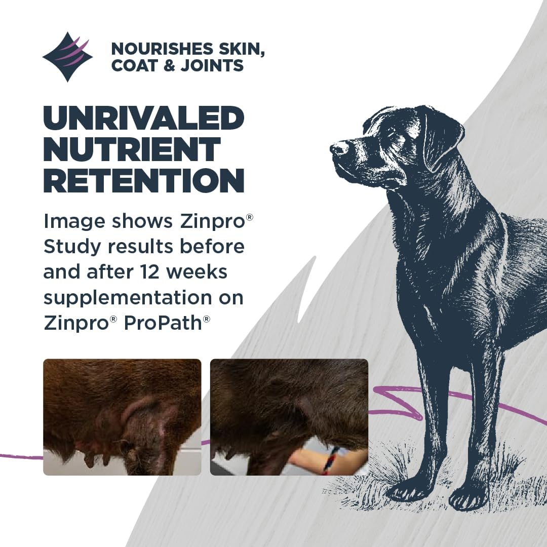 Blackwood Sensitive Skin & Stomach Dry Dog Food, Salmon Meal & Brown Rice with Ancient Grains, 10 Pound Bag with Prebiotics & Probiotics to Promote Gut Health