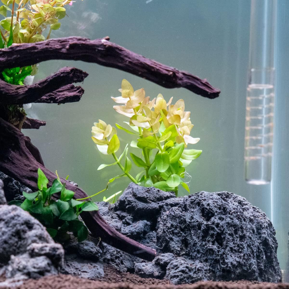 SubstrateSource Live Aquarium Red Stem Plants - Freshwater Aquatic Plant for Fish Tanks, Aquascaping - (Ludwigia Natans Super, 1 Bunch)