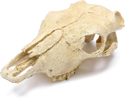 Aquarium Skull Décor Fish Hideout Cave Decorations Betta Tarantula Reptile Snake for Terrarium Ornament Dinosaur Animal Large Bones Halloween