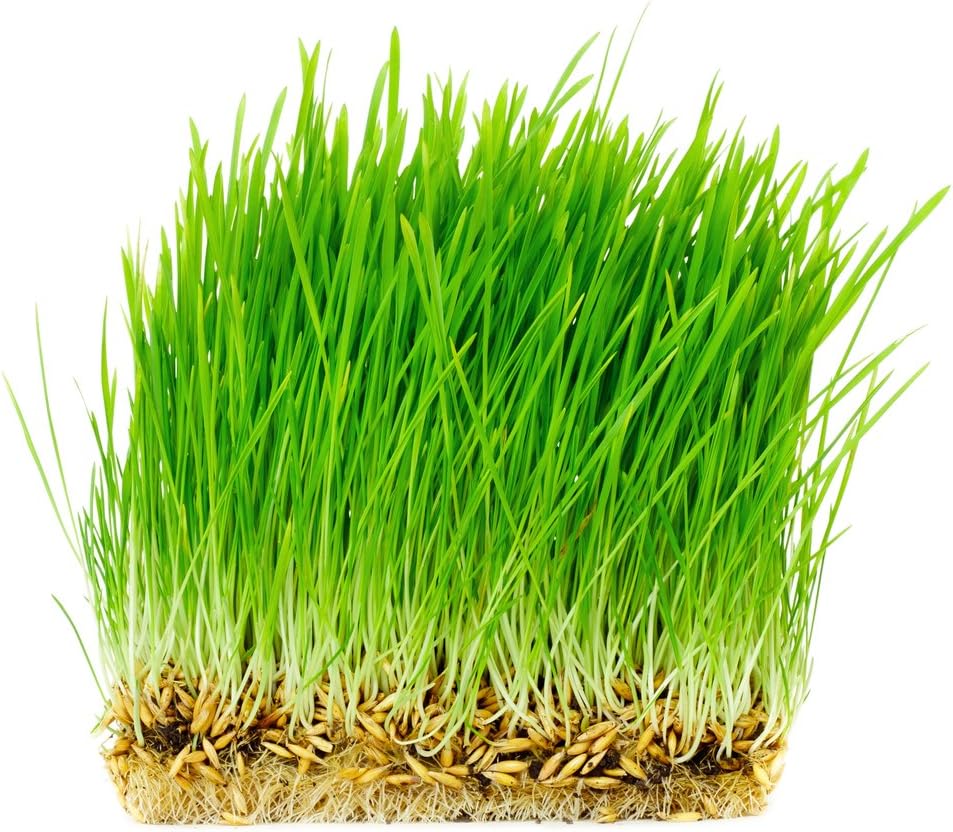 Thunder Acres Non GMO, Certified Organic, Oat Seed (1/2 lb.)