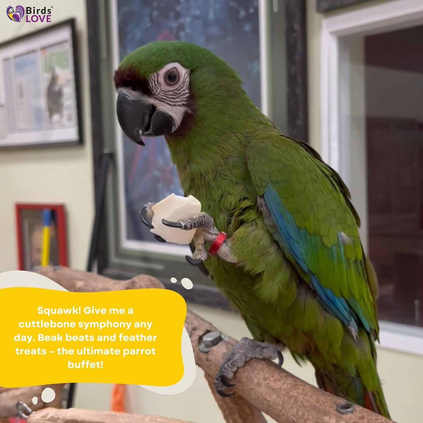 Birds LOVE Natural Cuttlebone – Premium Calcium & Trace Mineral Supplement for Avian Species, Tortoises, and Snails – Pure Cuttlebone for Parakeets and All Birds - 12 Pack, Size 3.5 to 4"