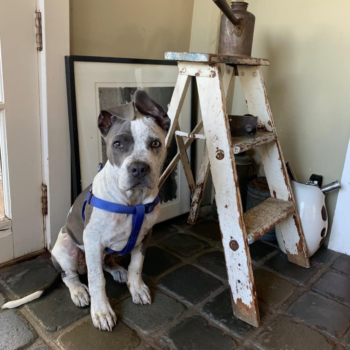 PUPTECK No Pull Dog Harness Soft Adjustable Basic Nylon Step in Puppy Vest Outdoor Walking with ID Tag