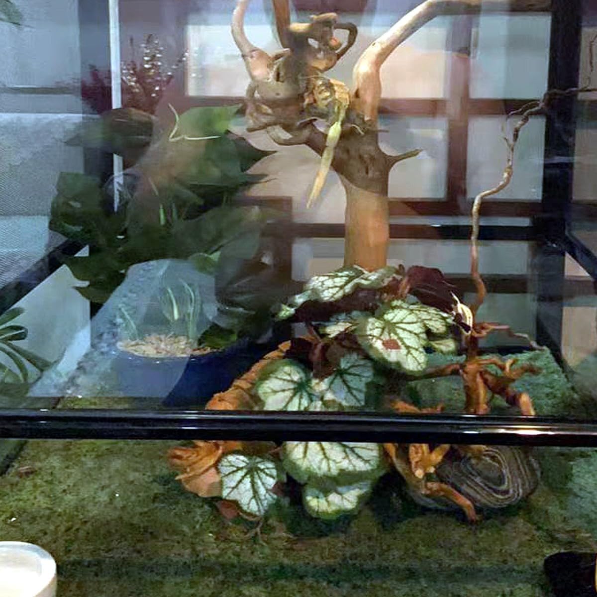 Reptile Plants for Terrarium Decor,Amphibian Habitat Decor,Artificial Plants for Gecko Chameleon Snake Tortoise Tank Accessories with Base (Green heuchera micrantha)