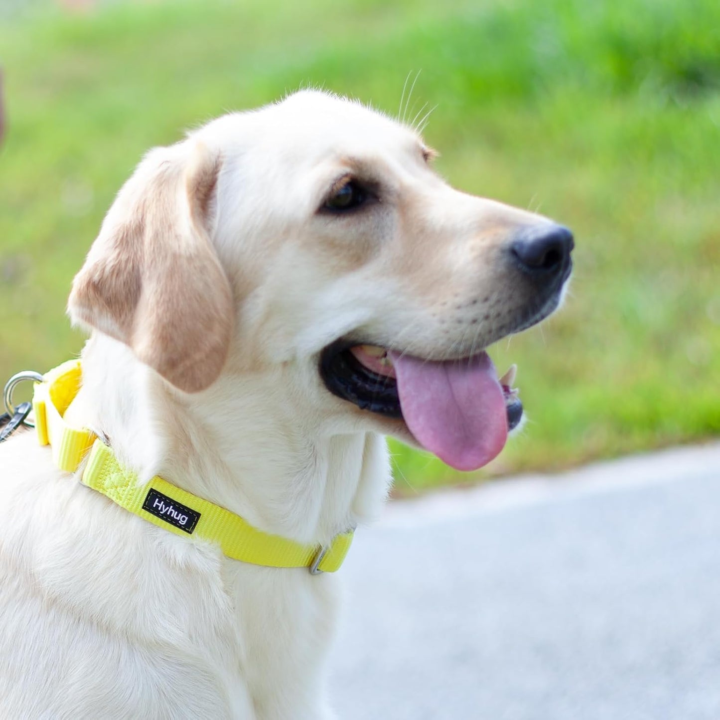 Hyhug Pets Premium Upgraded Heavy Duty Nylon Anti-Escape Martingale Collar for Boy and Girl Dogs Comfy and Safe - Professional Training, Daily Use Walking. (Large, Illuminating Yellow)