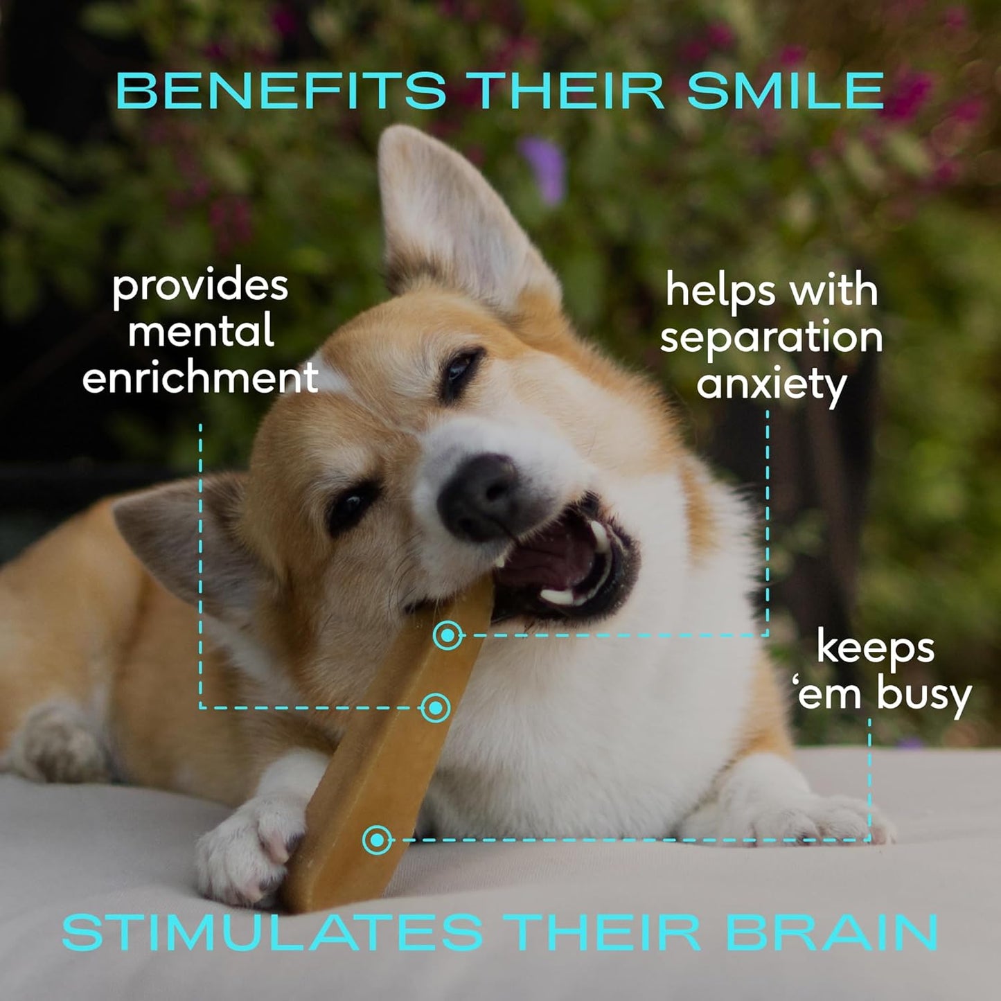 Native Pet Yak Cheese Himalayan Dog Chews XLarge - Long Lasting Dental Sticks for Extra Large Breeds – 100% All Natural Himalayan Yak Chews – Cheese Bone for Aggressive Chewers - 10 Per Pack