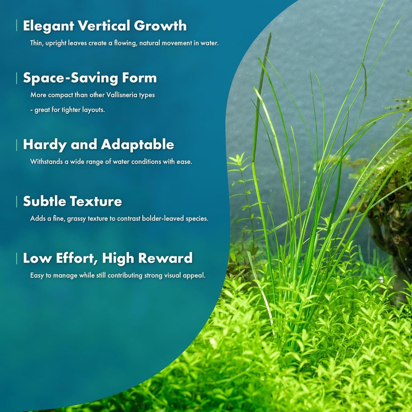 SubstrateSource Live Plant - Tall Grass, Vallisneria Nana - Easy Care, Low to Moderage Light, Bright Green Accent, Freshwater Aquatic Plant for Aquascaping - Lead Bunch