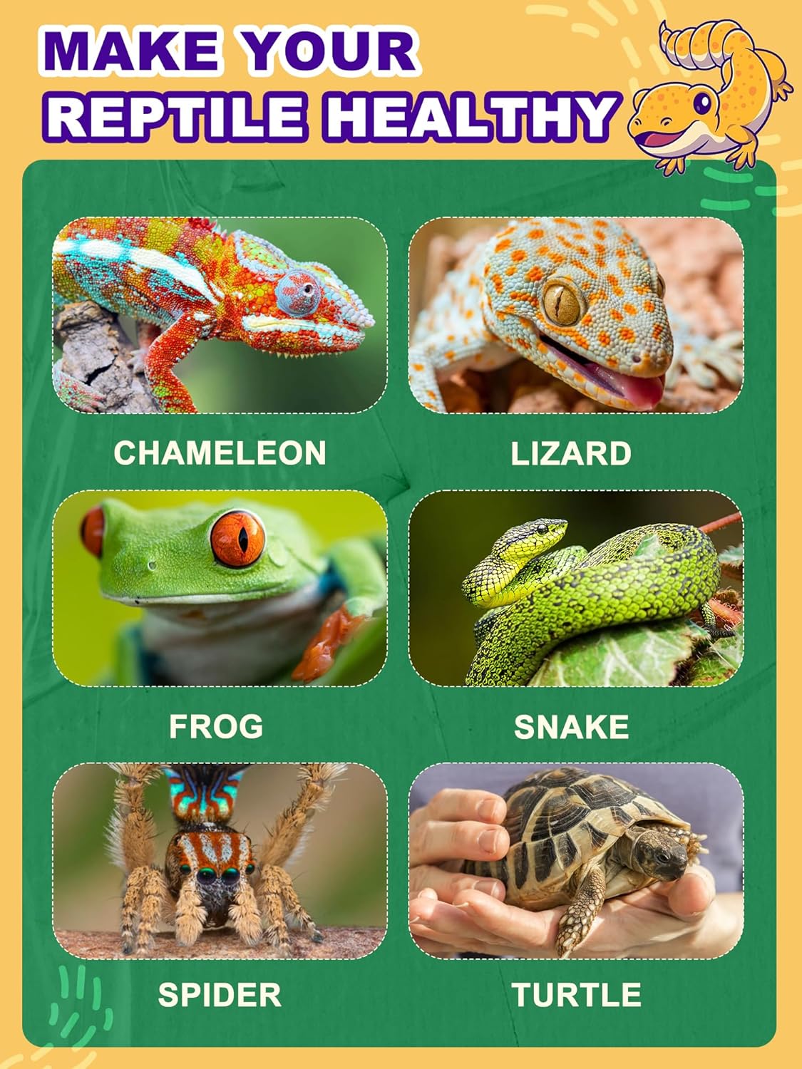 Heat Lamp Bulb, 100 Watt Full Spectrum UVA UVB Reptile Heat Bulb, Basking Spot Light, Simulate Natural Sun Light for Reptile and Amphibian