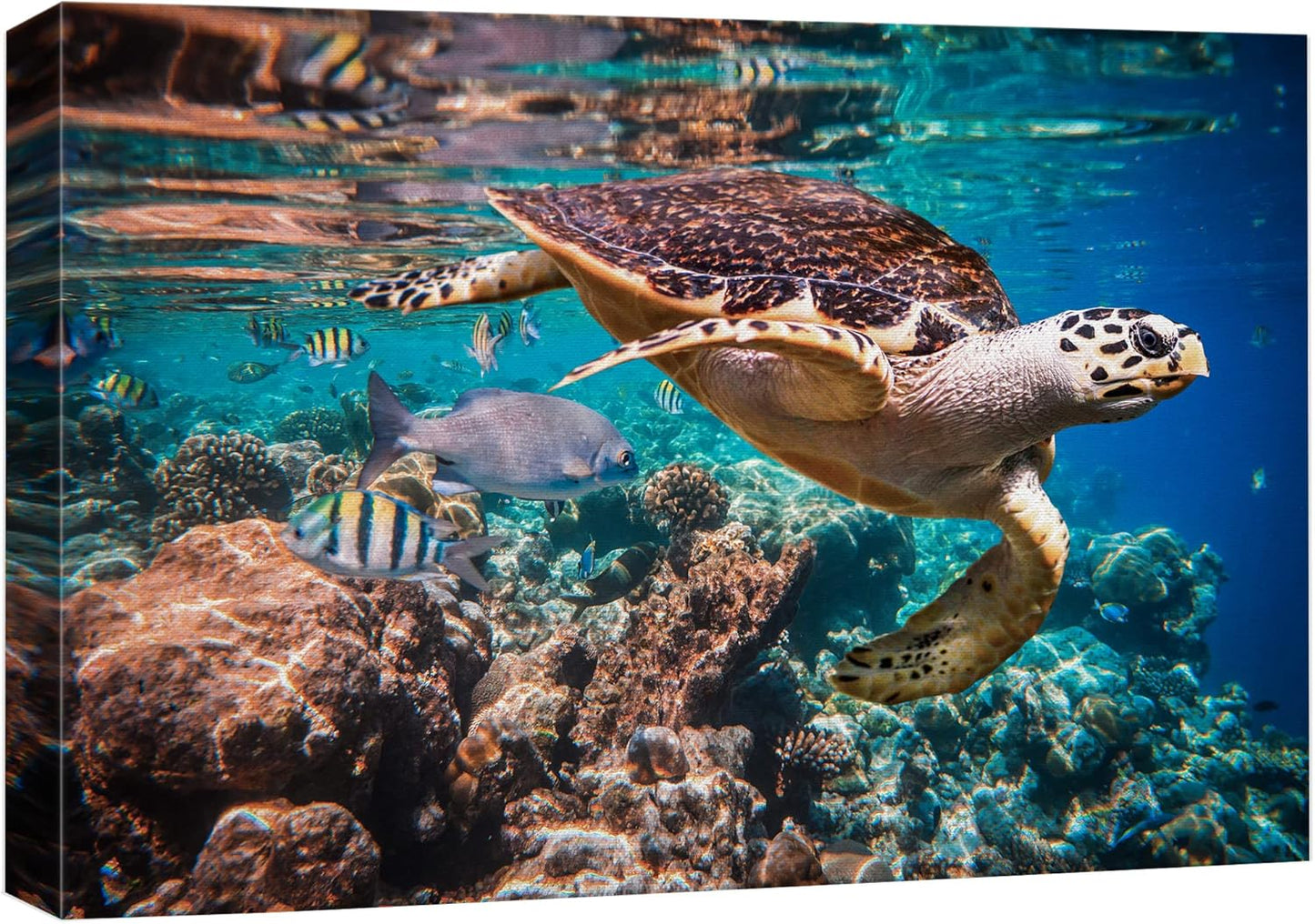 wall26 Canvas Print Wall Art Tropical Turtle Coral Reef Deep Sea Dive Nature Animals Photography Realism Rustic Scenic Landscape Wilderness Earth Colorful for Living Room, Bedroom, Office - 24"x36"