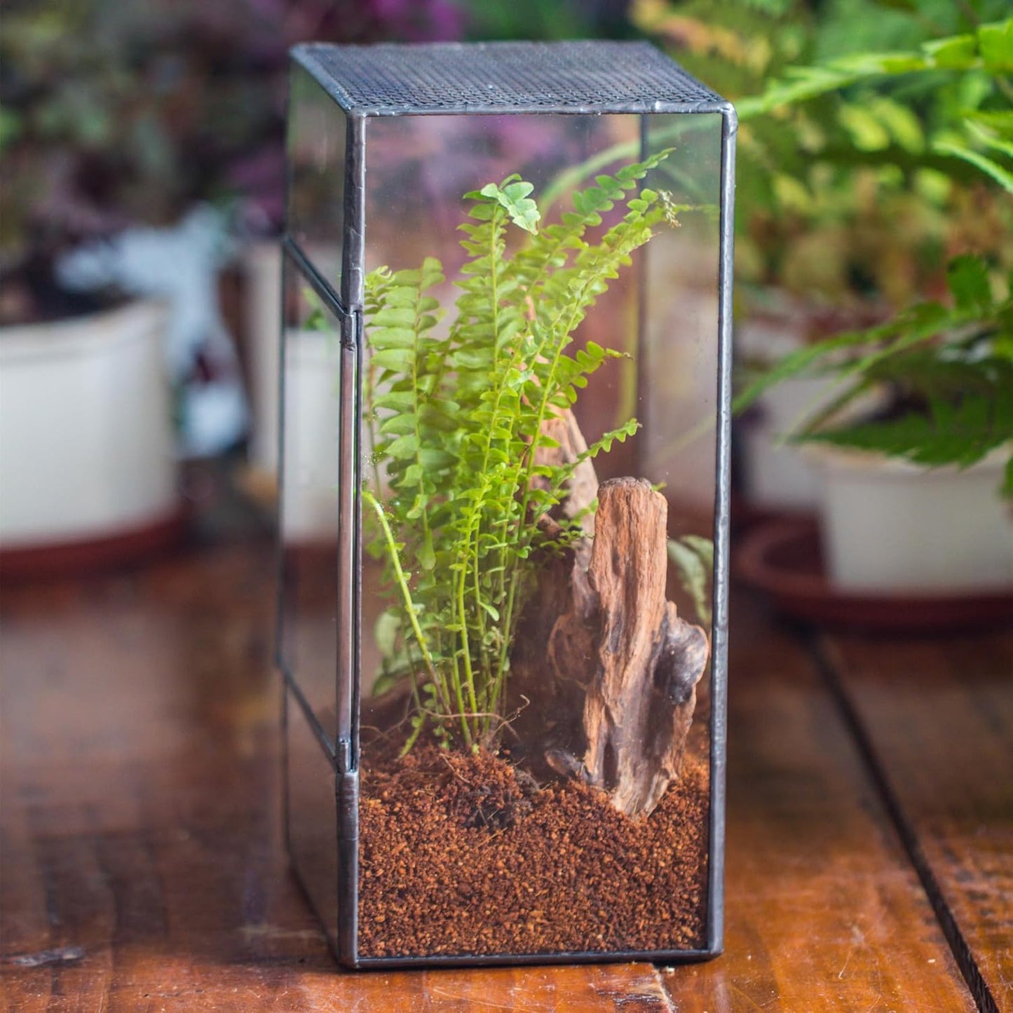 NCYP Glass Terrarium with Door and Mesh for Small Insects - 5.1 x 3.9 x 9 Inches Rectangle Reptile Habitat, Black - Modern Home Tabletop Decor (Terrarium Only)