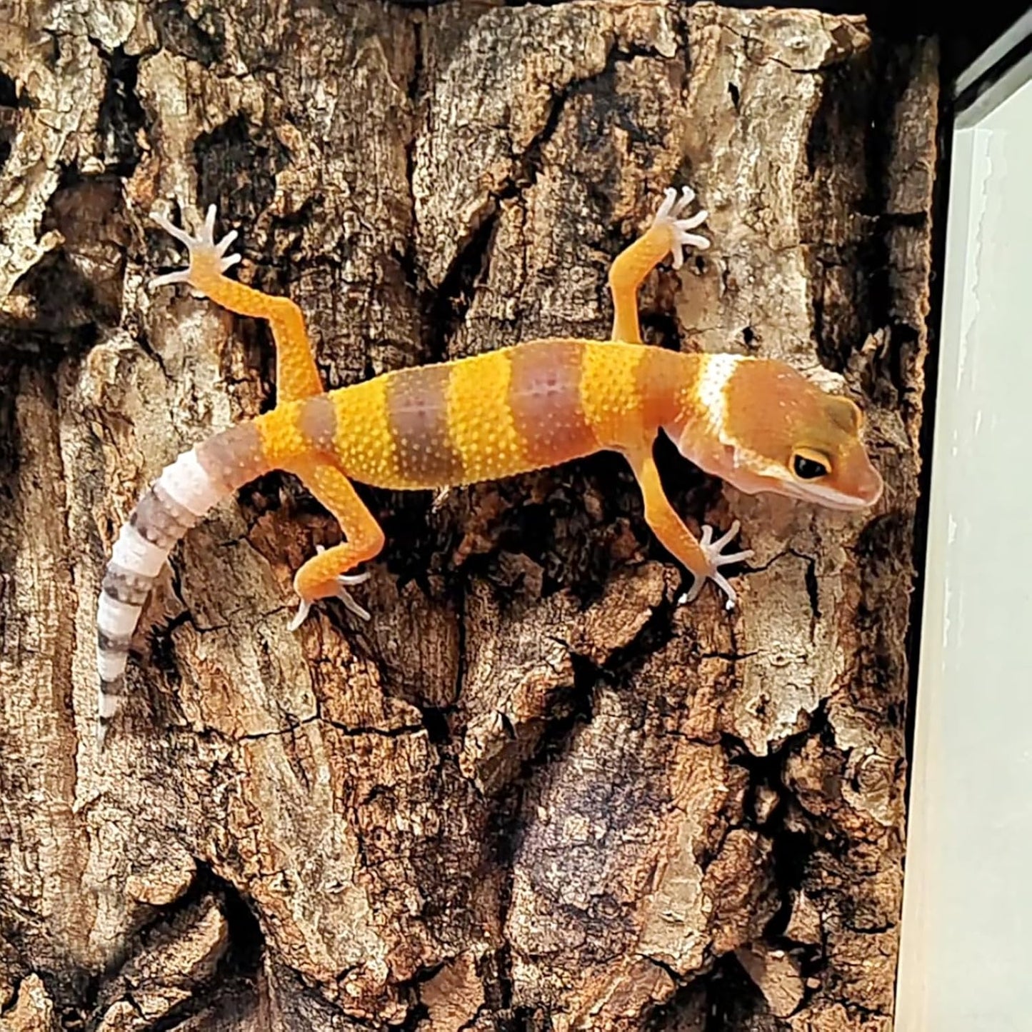 Allazone 3 PCS Parrot Chewing Toy Bird Cork Perch Stand, Natural Cork Perch, Parrot Chewing Toy Bird Cork Perch Stand for Parakeet Cockatiel Conure Lovebird