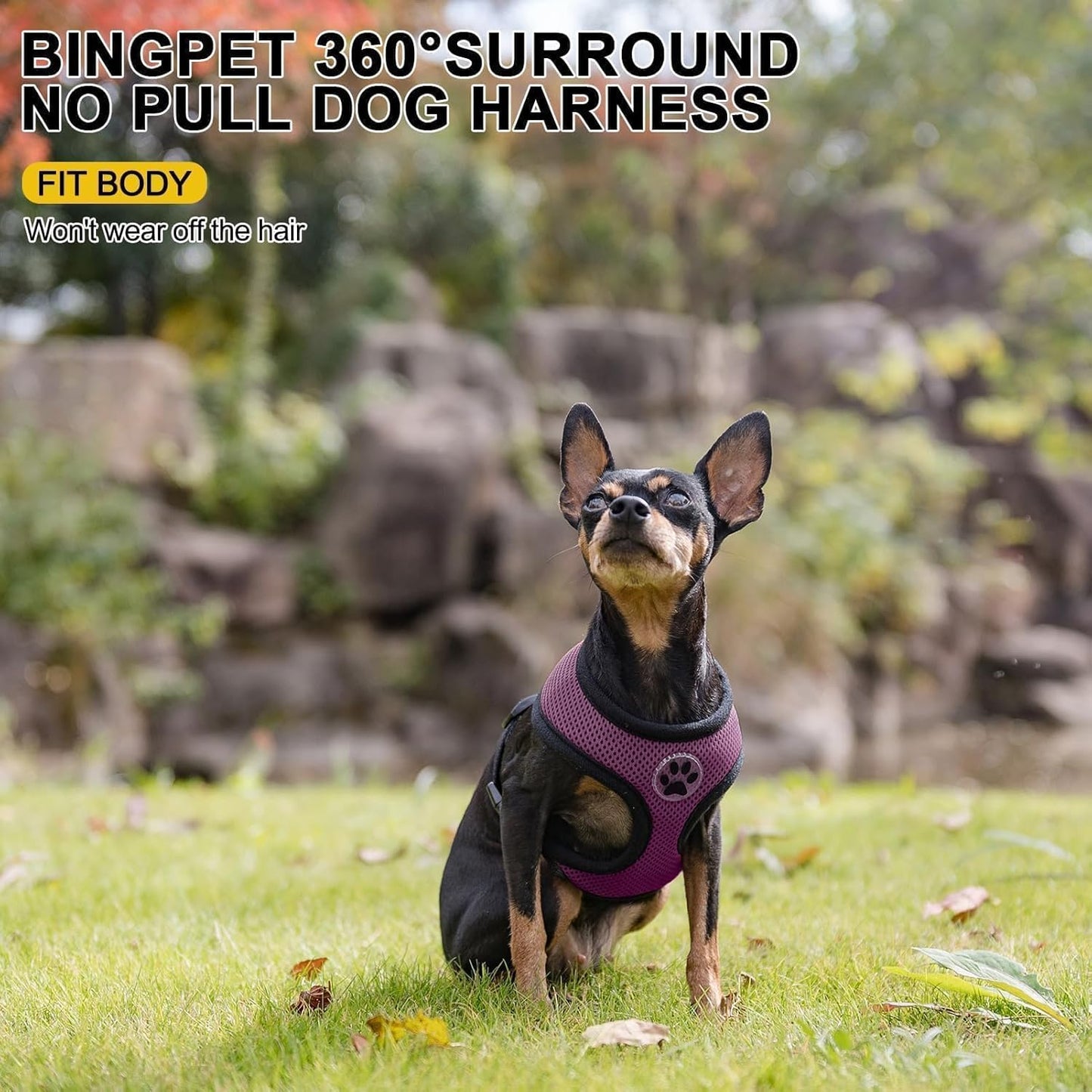 BINGPET Small Dog Harness - Breathable Mesh Puppy Cat Harnesses - No Pull Adjustable Dog Harness Dog Vest Harness for Small and Medium Dogs