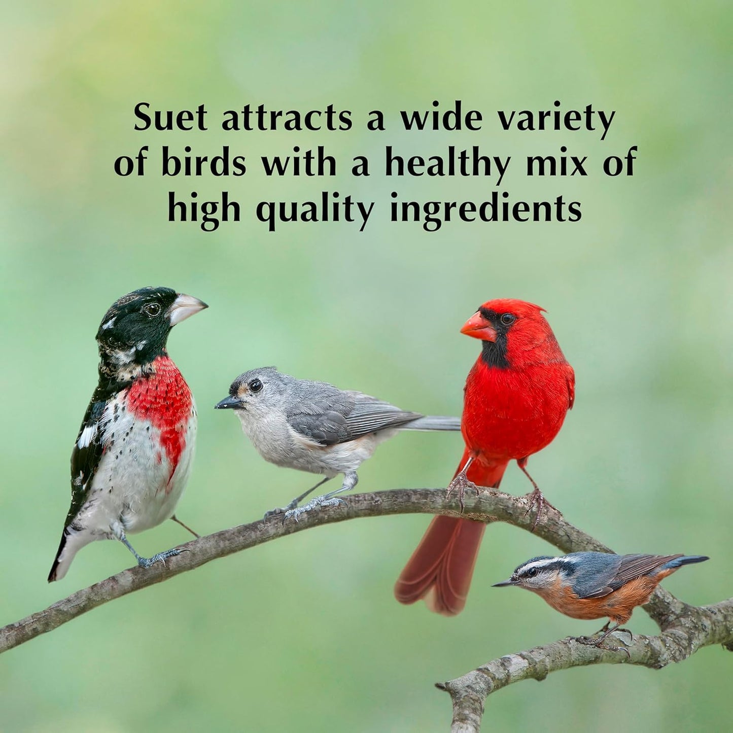 C&S Insect Delight No Melt Suet Dough 11.75 Ounces 8 Pack