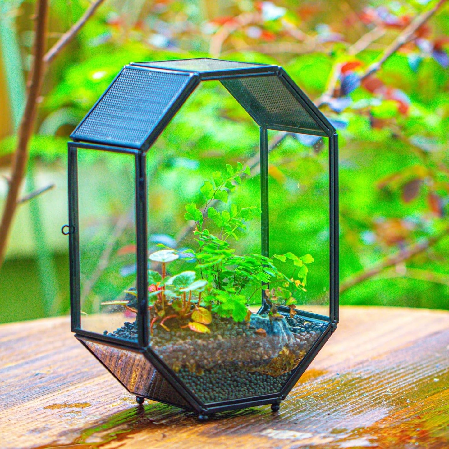 NCYP Glass Enclosure Terrarium with Mesh and Door for Jumping Spiders, Snails, Insects - Octagon Shape Small Succulents Terrarium 6.2 x 3.1 x 8.7 inches, Black Tabletop Decor (Plants Not Include)