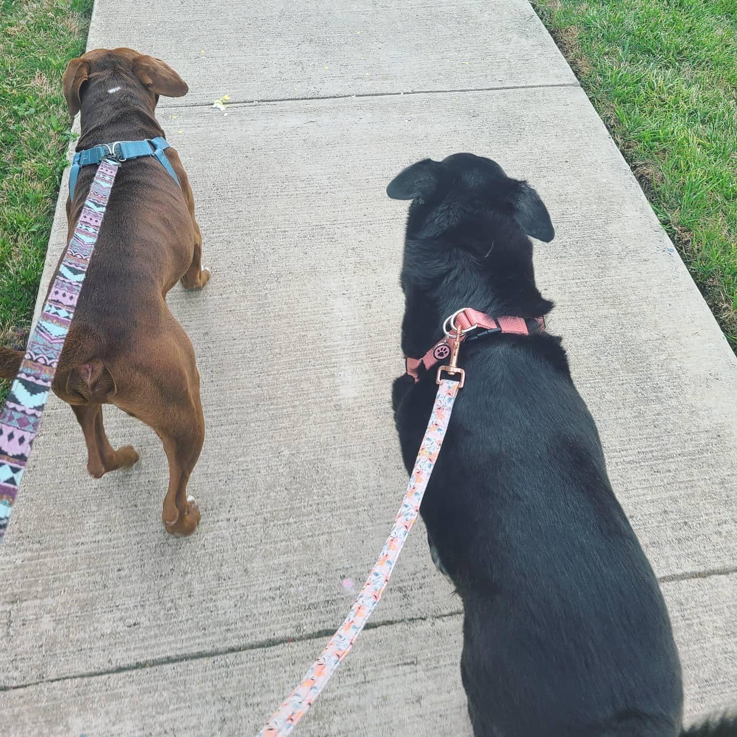 PUPTECK No Pull Dog Harness Soft Adjustable Basic Nylon Step in Puppy Vest Outdoor Walking with ID Tag Medium