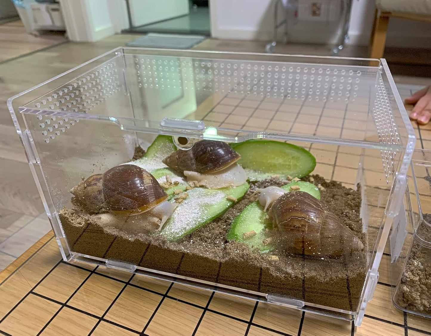 Magnetic Acrylic Case, micro habitat small Tarantula Enclosure enclosure for arboreal Tarantula Scorpion Sling Lizards Mantis Snake Gecko jumping spider snail Insect Isopods (7.8*4.7*4.7inch)