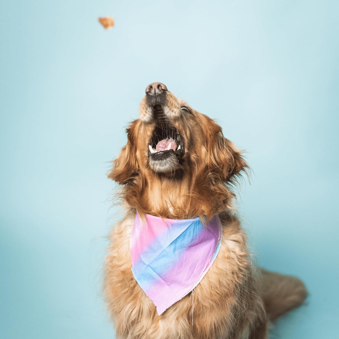 Bundle x Joy Ride & Vibe Dog Treats, Wild Caught Salmon Jerky, Snack Bars, Puppy Training Treats, Natural Superfood, Grain, Corn, Poultry & Soy Free, 5oz