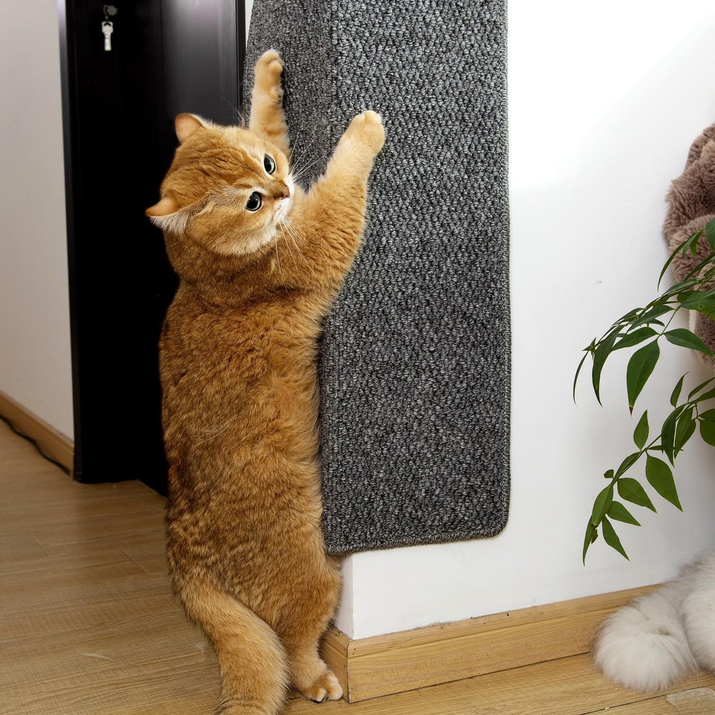 SHENGOCASE Thickened Cat Wall Corner Climbing Carpet, Cat Wall Furniture, Wall Corner Scratcher, Scratching Post (Gray), Grey