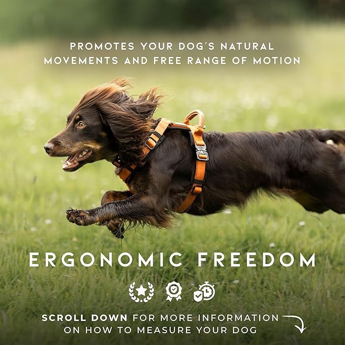 MADE TO ROAM Premium Explorer Harness - Y-Shaped Dog Harness with Adjustable Durable Nylon, Soft Padding, Metal Buckles and Leather Handle for Small, Medium, Large Dogs (Washington Rain, Size 5)