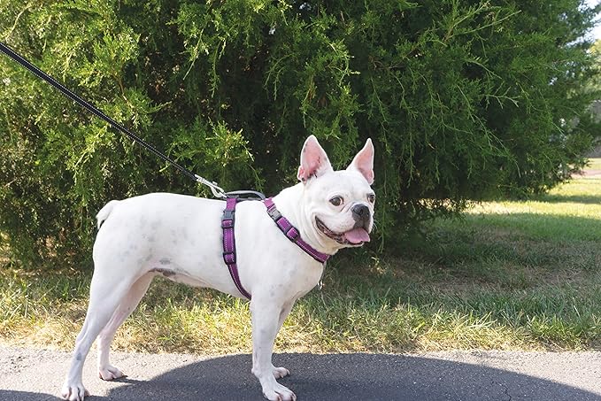 PetSafe 3 in 1 Dog Harness - No Pull Solution for Dogs - Reflective Dog Harness - Front D-Ring Clip Helps Stop Pulling - Comfortable Padded Straps - Top Handle Enhances Control - Plum - Medium