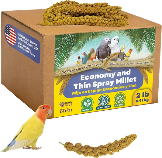 Birds LOVE Economy & Thin Special Spray Millet GMO-Free (No Stems Only Edible Tops) for Birds Cockatiel Lovebird Parakeet Finch Canary All Parrots Healthy Treat - 2lbs